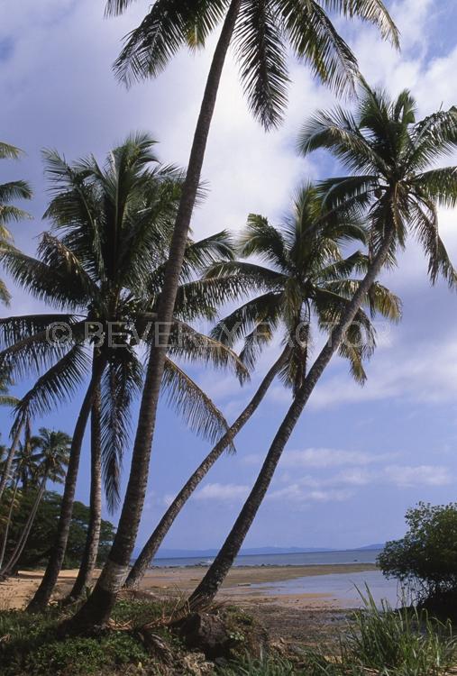 Islands;Taveuni;Fiji;palm trees;sky;water